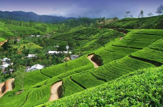 Nuwara Eliya tea tour: Two factories and Ramboda Falls