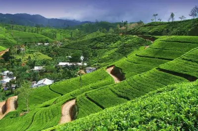 Nuwara Eliya Tee-Tour: Zwei Fabriken und Ramboda-Wasserfälle