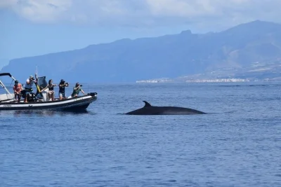 Erlebe walgesänge unter wasser und entdecke delfine vor teneriffas küste auf einer 2-stündigen Öko-bootstour mit erfahrenem team, hydrofon und einfachem einstieg am pier.