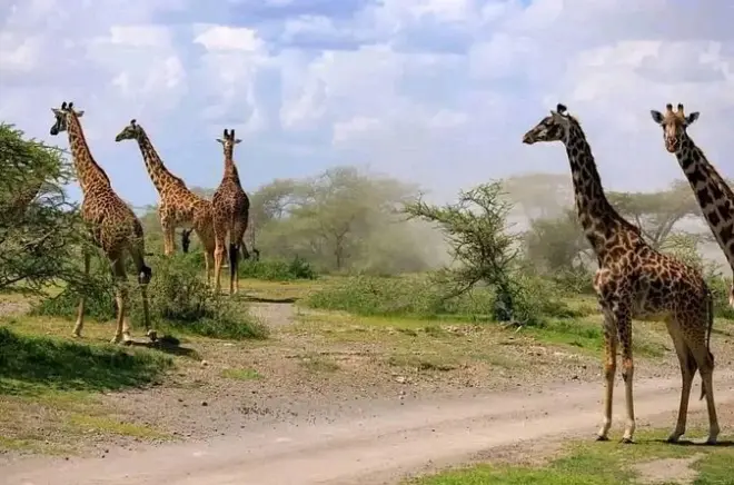 Safari en 4x4 découvert à Mikumi, vol aller-retour depuis Zanzibar