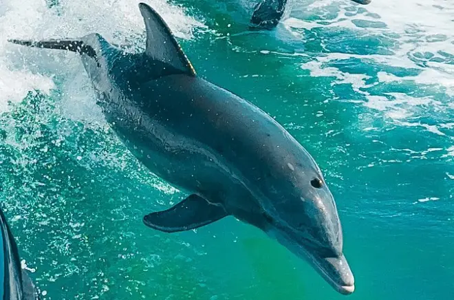 Crociera privata eco per avvistare delfini a San Pietroburgo