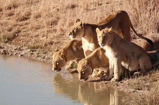 2-Day Selous Safari from Zanzibar: Flights, Lodge & Rufiji River