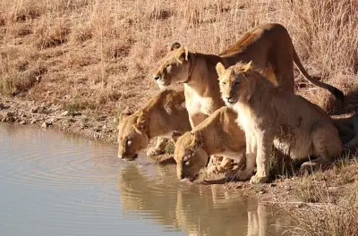 2-Tage-Safari im Selous mit Flug, Lodge & Bootstour auf dem Rufiji