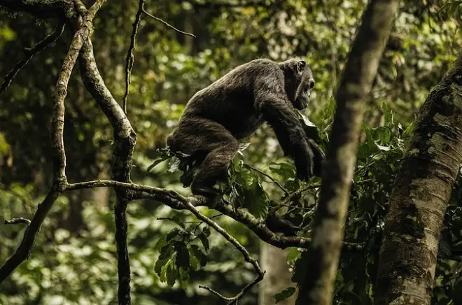 Nyungwe : Trekking chimpanzés 2 jours, forêt et canopy