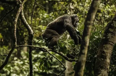Rastreamento de chimpanzés em Nyungwe 2 dias: Floresta e passarela