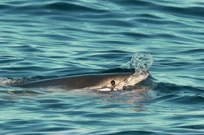 Monterey Bay Great White Shark Small-Group Boat Tour