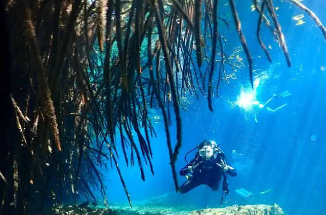 Tauchen in Tulum am Casa Cenote: Keine Zertifizierung nötig