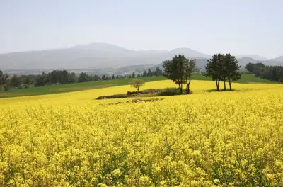 Jeju K-Kultur & Café Tour: Teddy Bear Museum, Mandarinenfarmen
