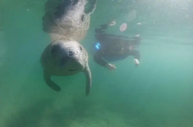Private Manatee Snorkeling in Crystal River with Free Photos
