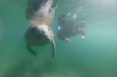 Private Manatee Snorkeling in Crystal River with Free Photos