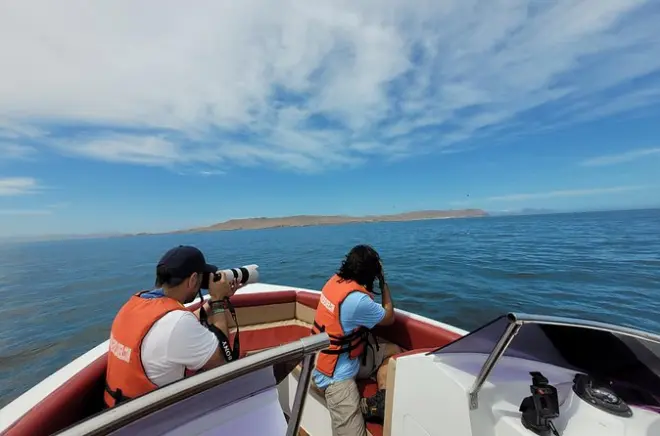Ballestas-Inseln ab Paracas: Seelöwen & Pinguine