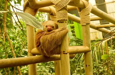 Monteverde Cloud Forest & Sloth Sanctuary: 6 Hanging Bridges