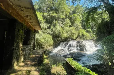 Passeggiata guidata nei sentieri della foresta atlantica di Iguaçu