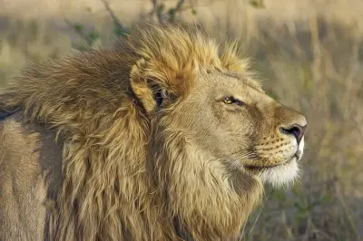 Safari da Gambia al Senegal con traghetto e animali selvatici