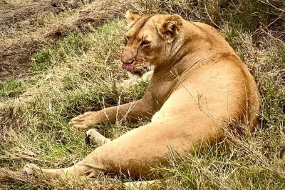 Vivez un safari privé de 5 jours dans le serengeti. observez les big five, visitez la gorge d’olduvai, explorez le cratère de ngorongoro et tarangire. circuit tout compris.