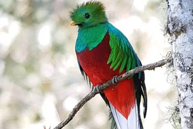 Vogelbeobachtungstour im Nebelwald von Coronado ab San José
