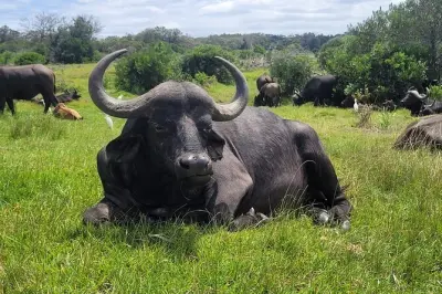 Kragga Kamma y costa en Port Elizabeth: Safari y fauna local