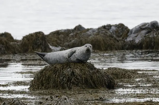 Fjord et phoques : Balade nature au départ d'Isafjordur