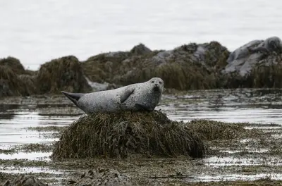 Observação de focas e passeio pelo fiorde a partir de Ísafjörður
