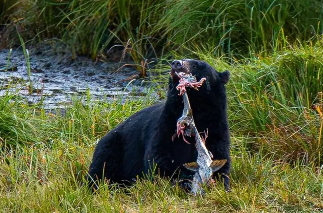 Private Ketchikan wildlife tour: Customize your day on the water