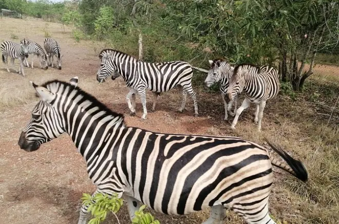 Safari en Shai Hills National Park desde Accra: Tour privado