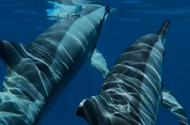 Nage privée avec dauphins et tortues dans le lagon Le Morne