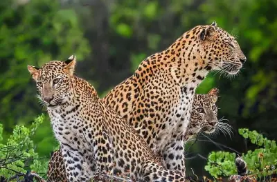 Safari no parque nacional de Yala: Veja leopardos do Sri Lanka