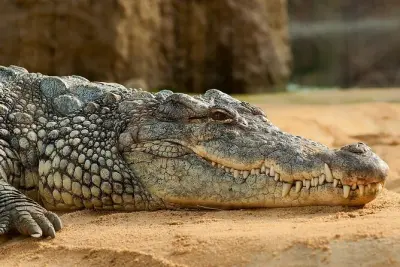 Gâmbia: Piscina de crocodilos, mercado e visita à escola em um dia
