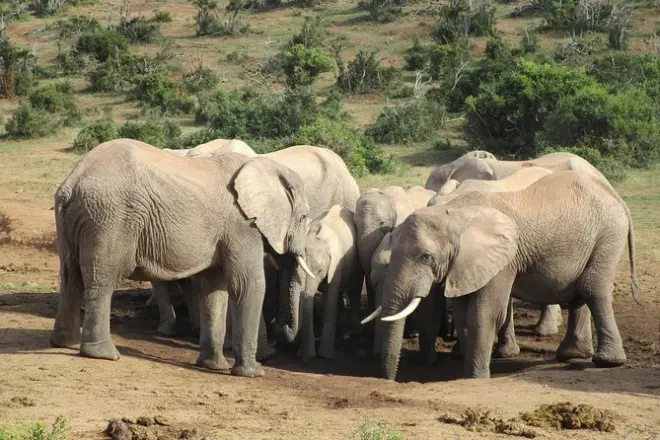 Safari de día en Addo con más de 700 elefantes en el parque nacional