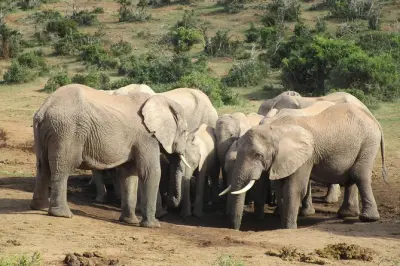 Safari de día en Addo con más de 700 elefantes en el parque nacional