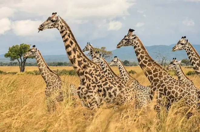 Mikumi safari from Zanzibar: Scenic flight & game drive