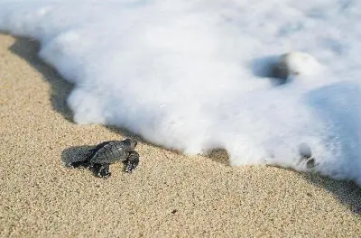 Turtle release in Ixtapa-Zihuatanejo: Hold hatchlings