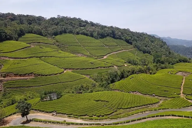 Tour di Munnar: Piantagioni di tè, cascate ed Eravikulam
