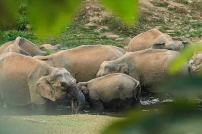 Watch wild elephants at anakulam, trek to waterfalls, cross a hanging bridge, and visit tea plantations near munnar. includes lunch, snacks, entry fees, and local guide.