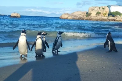 Book a private cape peninsula tour with local guide. see african penguins at boulders beach, cape of good hope, chapman's peak & more. pickup included.