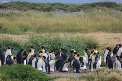 Riserva naturale dei pinguini reali: Tierra del Fuego in veicolo