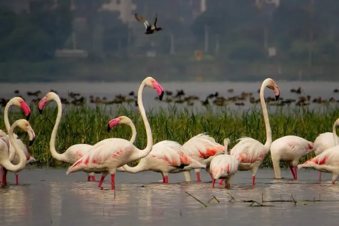 Safari privado em Bhigwan com visita ao Santuário Kumbhargaon