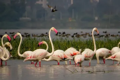 Safari privado em Bhigwan com visita ao Santuário Kumbhargaon
