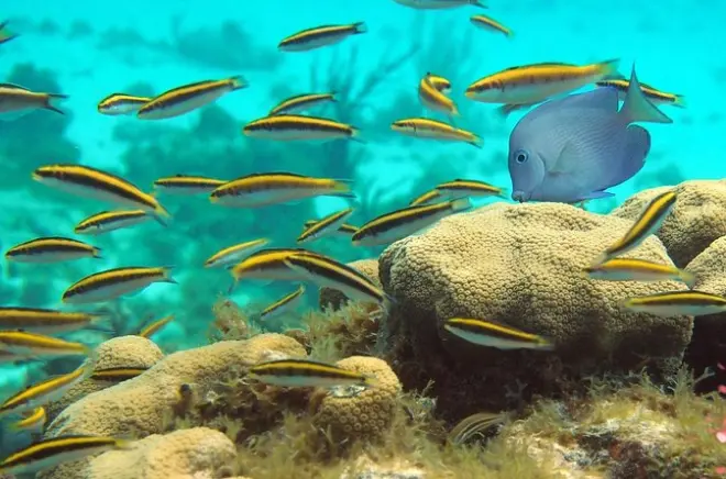 Kayak à Grand Cayman : Stingray City et Coral Gardens