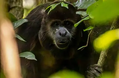Howler Monkeys & Cacao Farm Tour: Nature, Food, Learning