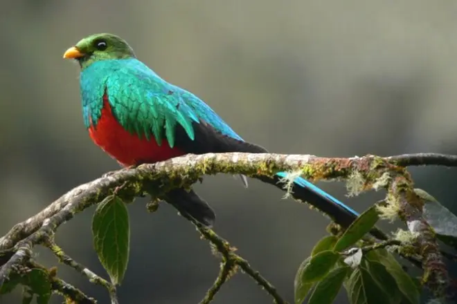 3 giorni a Tambopata da Puerto Maldonado: Macaws alla parete argilla