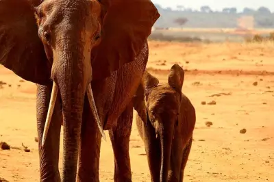 Safari a Tsavo East da Mombasa: Elefanti dalla polvere rossa e leoni