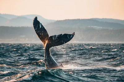 Siente la brisa del pacífico en un tour al atardecer en vancouver para ver ballenas. avista orcas, disfruta chocolate caliente y recibe fotos gratis con guías expertos locales.