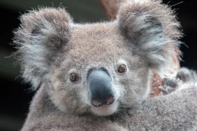 Acorde com os ícones de sydney, explore a natureza selvagem, conheça koalas e cangurus, e prove vinhos locais em um passeio privado com guia e transporte.