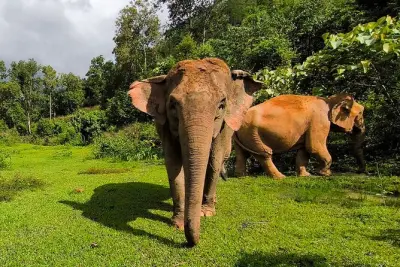 Chiang Mai Rafting & Elefantenschutzgebiet: Bambusfluss