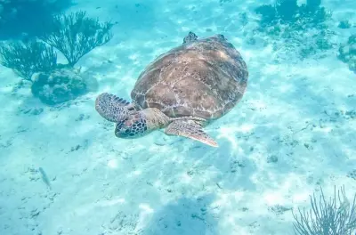Nadar con tortugas en la bahía de Akumal y tour privado al cenote
