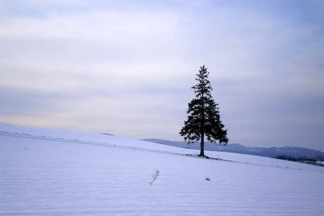 Biei & Furano day trip from Sapporo: Private car tour