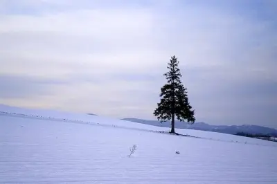 Gita di un giorno a Biei e Furano da Sapporo: Tour in auto privata