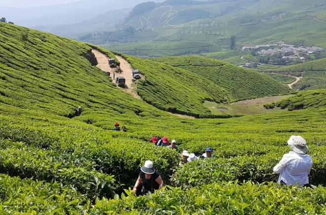 Munnar depuis Kochi : Plantations de thé et jardins d'épices