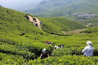 De Kochi a Munnar: Plantaciones de té y jardines de especias
